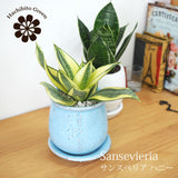 サンスベリア ハニー 和モダンポットアレンジ