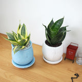 サンスベリア ハニー 和モダンポットアレンジ