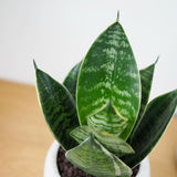 サンスベリア ハニー 和モダンポットアレンジ