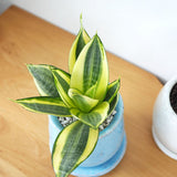 サンスベリア ハニー 和モダンポットアレンジ