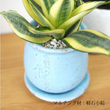 サンスベリア ハニー 和モダンポットアレンジ