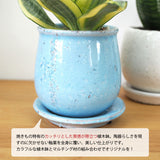 サンスベリア ハニー 和モダンポットアレンジ