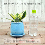 サンスベリア ハニー 和モダンポットアレンジ