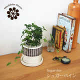 シュガーバイン チェックポットアレンジ