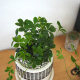 シュガーバイン チェックポットアレンジ