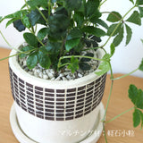 シュガーバイン チェックポットアレンジ