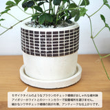 シュガーバイン チェックポットアレンジ