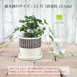 シュガーバイン チェックポットアレンジ