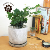 シュガーバイン セメントポットアレンジ