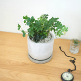 シュガーバイン セメントポットアレンジ