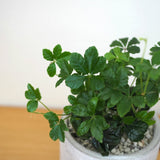 シュガーバイン セメントポットアレンジ