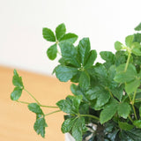 シュガーバイン セメントポットアレンジ