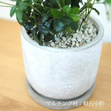 シュガーバイン セメントポットアレンジ