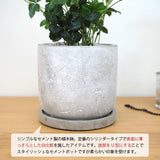 シュガーバイン セメントポットアレンジ