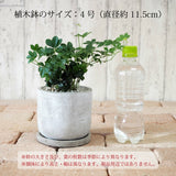 シュガーバイン セメントポットアレンジ