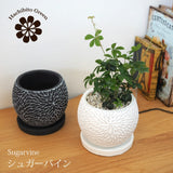 シュガーバイン フローラポットアレンジ