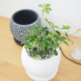 シュガーバイン フローラポットアレンジ