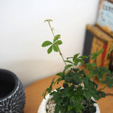 シュガーバイン フローラポットアレンジ