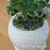 シュガーバイン フローラポットアレンジ