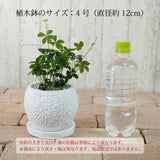 シュガーバイン フローラポットアレンジ