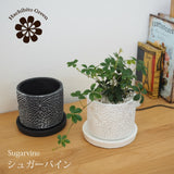 シュガーバイン フローラポットアレンジ