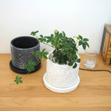 シュガーバイン フローラポットアレンジ