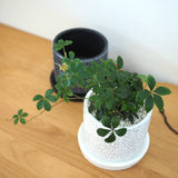 シュガーバイン フローラポットアレンジ