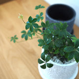 シュガーバイン フローラポットアレンジ