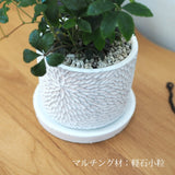 シュガーバイン フローラポットアレンジ