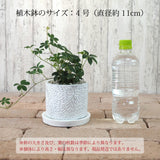 シュガーバイン フローラポットアレンジ