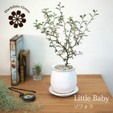 ソフォラ リトルベイビー 4色から選べる釉薬鉢