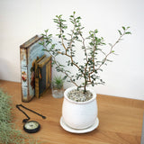 ソフォラ リトルベイビー 4色から選べる釉薬鉢