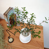 ソフォラ リトルベイビー 4色から選べる釉薬鉢