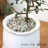 ソフォラ リトルベイビー 4色から選べる釉薬鉢