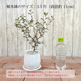 ソフォラ リトルベイビー 4色から選べる釉薬鉢