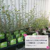 ソフォラ リトルベイビー 2色から選べる陶器鉢