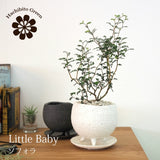 ソフォラ リトルベイビー 2色から選べる陶器鉢