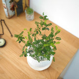 ソフォラ リトルベイビー 2色から選べる陶器鉢