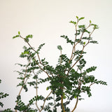 ソフォラ リトルベイビー 2色から選べる陶器鉢