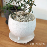 ソフォラ リトルベイビー 2色から選べる陶器鉢