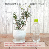 ソフォラ リトルベイビー 2色から選べる陶器鉢