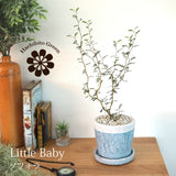 ソフォラ リトルベイビー 4色から選べる陶器鉢