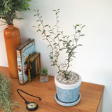 ソフォラ リトルベイビー 4色から選べる陶器鉢