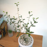 ソフォラ リトルベイビー 4色から選べる陶器鉢