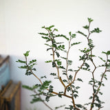 ソフォラ リトルベイビー 4色から選べる陶器鉢