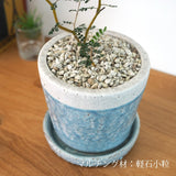 ソフォラ リトルベイビー 4色から選べる陶器鉢