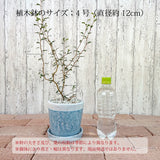 ソフォラ リトルベイビー 4色から選べる陶器鉢