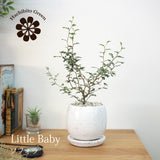 ソフォラ リトルベイビー 5色から選べる陶器鉢