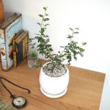 ソフォラ リトルベイビー 5色から選べる陶器鉢