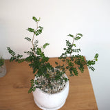 ソフォラ リトルベイビー 5色から選べる陶器鉢